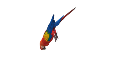 Parrot isolated on a Transparent Background png