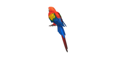 Parrot isolated on a Transparent Background png