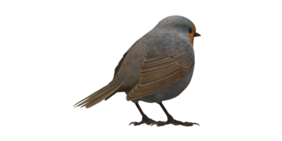 Robin oiseau isolé sur une transparent Contexte png