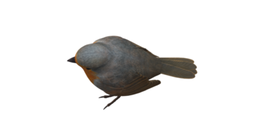 Robin Bird isolated on a Transparent Background png