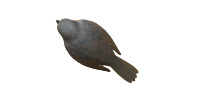 Robin Bird isolated on a Transparent Background png