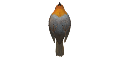 Robin Bird isolated on a Transparent Background png