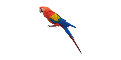 papegoja isolerat på en transparent bakgrund png