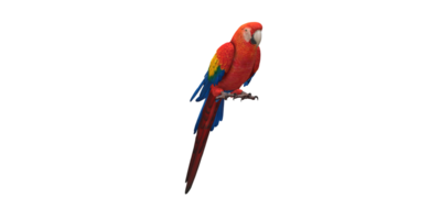 Parrot isolated on a Transparent Background png