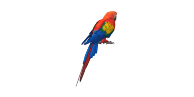 Parrot isolated on a Transparent Background png