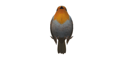 Robin pájaro aislado en un transparente antecedentes png