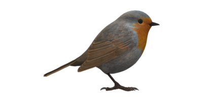 Robin Bird isolated on a Transparent Background png