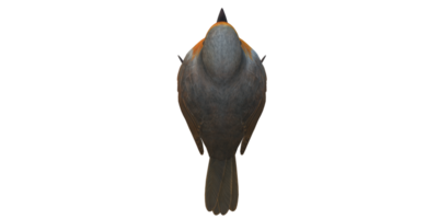 Robin Bird isolated on a Transparent Background png