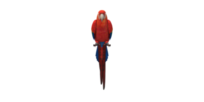 Parrot isolated on a Transparent Background png