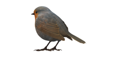 Robin oiseau isolé sur une transparent Contexte png