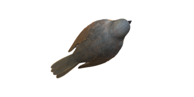 Robin Bird isolated on a Transparent Background png