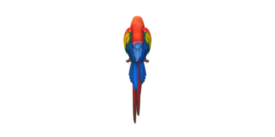 Parrot isolated on a Transparent Background png