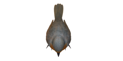 Robin Bird isolated on a Transparent Background png