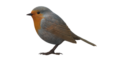 Robin Bird isolated on a Transparent Background png