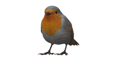 Robin Bird isolated on a Transparent Background png