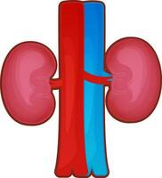 Flat Vector Of Human Organ Kidney.