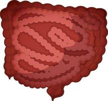 Large And Small Intestine On White Background. vector