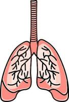 Human Lungs Anatomy Flat Vector. vector