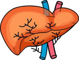 Vector Illustration Of Liver Aorta.