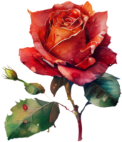 blühen Rose Aquarell botanisch ai generativ png