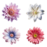 Selection of Various Flowers Isolated on Transparent Background. png