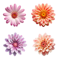 Selection of Various Flowers Isolated on Transparent Background. png