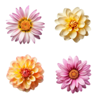 Selection of Various Flowers Isolated on Transparent Background. png