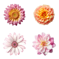 Selection of Various Flowers Isolated on Transparent Background. png