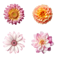 sélection de divers fleurs isolé sur transparent Contexte. ai généré png