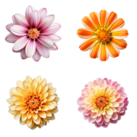 Selection of Various Flowers Isolated on Transparent Background. png