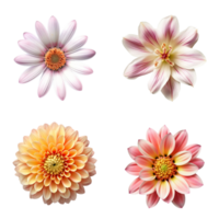 Selection of Various Flowers Isolated on Transparent Background. png