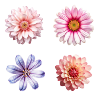 selezione di vario fiori isolato su trasparente sfondo. ai generato png