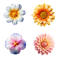 Selection of Various Flowers Isolated on Transparent Background. png