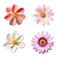 Selection of Various Flowers Isolated on Transparent Background. png