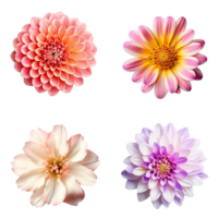 urval av olika blommor isolerat på transparent bakgrund. ai genererad png