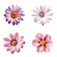 Selection of Various Flowers Isolated on Transparent Background. png