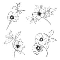 four floral line art illustrations png