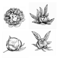 vier pioenen bloem lijn kunst illustraties png