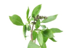 Asian Thai basil photo