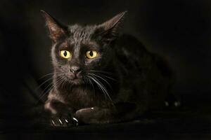 Black cat glowing eye sit on black background photo