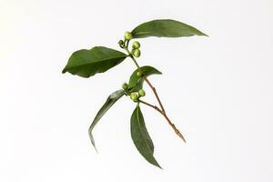 Fresh raw green tea leaf flower bud on white background photo