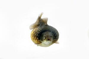 pez de colores acuario mascota foto