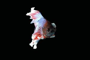 Colourful Beta fighter fish photo