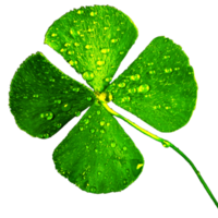 icon four clovers plant png