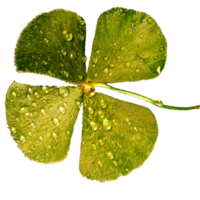 icon four clovers plant png