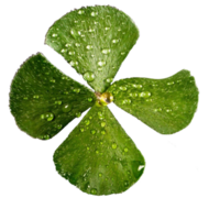 icon four clovers plant png