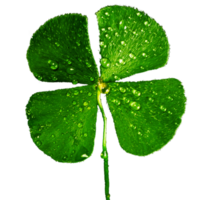 icon four clovers plant png