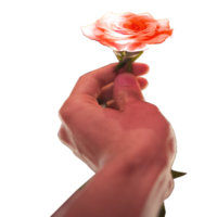 Symbol gab Rose wie Geschenk png