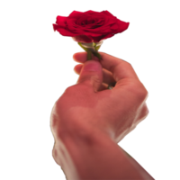 Symbol geben ein Rose Show Gefühl png