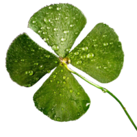 icon four clovers plant png